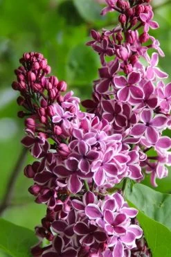 Sensation French Lilac (Syringa) - 3 Gallon Pot 13 Sensation French Lilac (Syringa) - 3 Gallon Pot -SHRUBS and BUSHES Store syringa vulgaris sensation french lilac 4