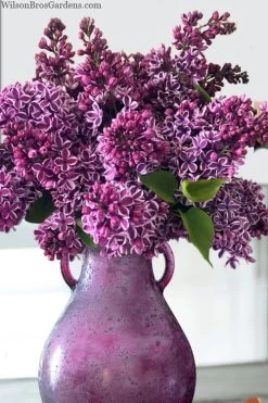 Sensation French Lilac (Syringa) - 3 Gallon Pot 11 Sensation French Lilac (Syringa) - 3 Gallon Pot -SHRUBS and BUSHES Store syringa vulgaris sensation french lilac 8