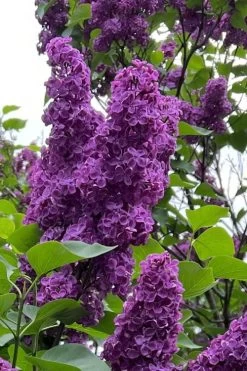 Yankee Doodle Purple French Lilac (Syringa) - 3 Gallon Pot 7 Yankee Doodle Purple French Lilac (Syringa) - 3 Gallon Pot -SHRUBS and BUSHES Store syringa vulgaris yankee doodle feench lilac 1