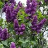 Yankee Doodle Purple French Lilac (Syringa) - 3 Gallon Pot