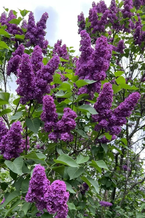 Yankee Doodle Purple French Lilac (Syringa) - 3 Gallon Pot 3 Yankee Doodle Purple French Lilac (Syringa) - 3 Gallon Pot
