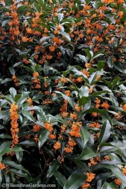 Fragrant Orange Tea Olive - Osmanthus Fragrans Aurantiacus - 1 Gallon Pot -SHRUBS and BUSHES Store tea olive orange 103