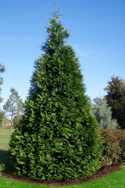Green Giant Arborvitae - 1 Gallon Pot 3 Green Giant Arborvitae - 1 Gallon Pot