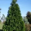 Green Giant Arborvitae - 7 Gallon Pot (3-4') -SHRUBS and BUSHES Store thuja green giant arborvitae 101