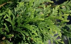 Green Giant Arborvitae - 1 Gallon Pot 12 Green Giant Arborvitae - 1 Gallon Pot -SHRUBS and BUSHES Store thuja green giant arborvitae 102 1