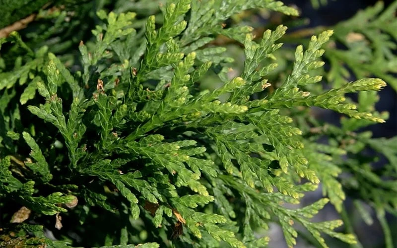 Green Giant Arborvitae - 1 Gallon Pot 7 Green Giant Arborvitae - 1 Gallon Pot - Image 5