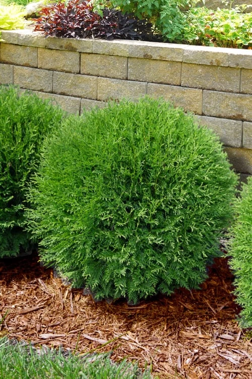 Planet Earth Arborvitae - 3 Gallon Pot 6 Planet Earth Arborvitae - 3 Gallon Pot - Image 4