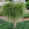 Whipcord Arborvitae (Single Trunk Topiary Tree) - 2 Gallon Pot 1 Whipcord Arborvitae (Single Trunk Topiary Tree) - 2 Gallon Pot -SHRUBS and BUSHES Store thuja plicata whipcord arbirvitae topiary tree 1