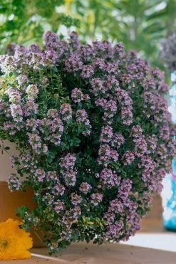 Doone Valley Thyme - 6 Pack Of Pink Pots