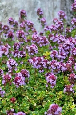 Doone Valley Thyme - 6 Pack Of Pink Pots 12 Doone Valley Thyme - 6 Pack Of Pink Pots -SHRUBS and BUSHES Store thymus citriodorus doone valley 3