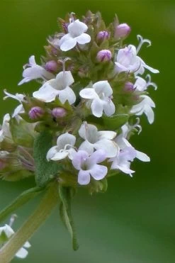 Lemon Thyme (Thymus Citriodorus) - 6 Pack Of Pint Pots -SHRUBS and BUSHES Store thymus citriodorus lemon thyme 1