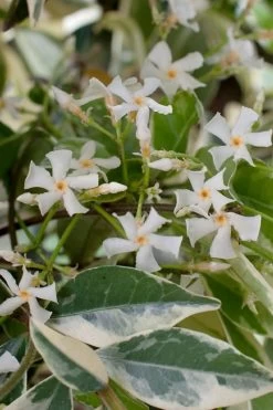 Variegated Confederate Jasmine - Trachelospermum Jasminoides - 3 Gallon Pot 13 Variegated Confederate Jasmine - Trachelospermum Jasminoides - 3 Gallon Pot -SHRUBS and BUSHES Store trachelospermum jasminoides variegatum confederate jasmine 2