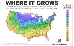 Acropolis Clematis - 1 Gallon Pot -SHRUBS and BUSHES Store usda zone map 30