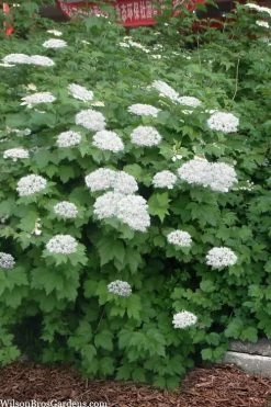 Maple Leaf Viburnum - 1 Gallon Pot -SHRUBS and BUSHES Store viburnum acerifolium maple leaf 16