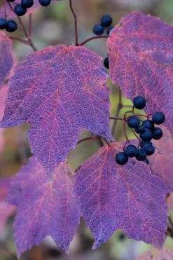 Maple Leaf Viburnum - 1 Gallon Pot -SHRUBS and BUSHES Store viburnum acerifolium maple leaf 3
