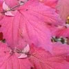 Maple Leaf Viburnum - 3 Gallon Pot