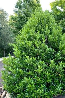 Mirror Leaf Sweet Viburnum - 7 Gallon Pot (3-4') 10 Mirror Leaf Sweet Viburnum - 7 Gallon Pot (3-4') -SHRUBS and BUSHES Store viburnum awabuki chindo 3