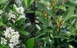 Mirror Leaf Sweet Viburnum - 7 Gallon Pot (2-3') -SHRUBS and BUSHES Store viburnum awabuki chindo 4 3