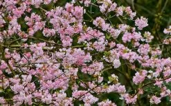 Pink Dawn Fragrant Viburnum - 1 Gallon Pot 21 Pink Dawn Fragrant Viburnum - 1 Gallon Pot -SHRUBS and BUSHES Store viburnum bodnantense dawn 11