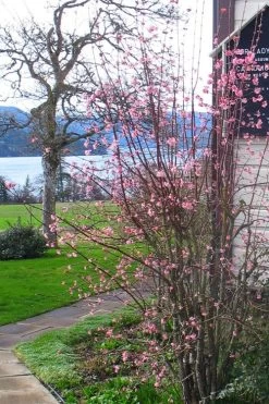 Pink Dawn Fragrant Viburnum - 1 Gallon Pot 18 Pink Dawn Fragrant Viburnum - 1 Gallon Pot -SHRUBS and BUSHES Store viburnum bodnantense dawn 13