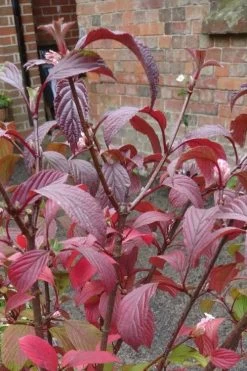 Pink Dawn Fragrant Viburnum - 1 Gallon Pot 22 Pink Dawn Fragrant Viburnum - 1 Gallon Pot -SHRUBS and BUSHES Store viburnum bodnantense dawn 15