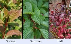 Pink Dawn Fragrant Viburnum - 1 Gallon Pot 19 Pink Dawn Fragrant Viburnum - 1 Gallon Pot -SHRUBS and BUSHES Store viburnum bodnantense dawn 19