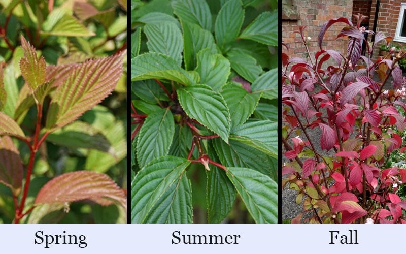 Pink Dawn Fragrant Viburnum - 1 Gallon Pot 9 Pink Dawn Fragrant Viburnum - 1 Gallon Pot - Image 7