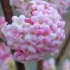 Pink Dawn Fragrant Viburnum - 1 Gallon Pot 2 Pink Dawn Fragrant Viburnum - 1 Gallon Pot -SHRUBS and BUSHES Store viburnum bodnantense dawn 20
