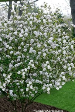 Spice Girl Koreanspice Viburnum - 1 Gallon Pot -SHRUBS and BUSHES Store viburnum carleseii spiro spice girl 3