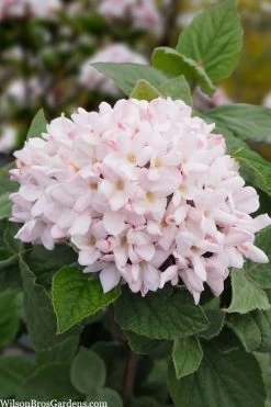 Spice Girl Koreanspice Viburnum - 1 Gallon Pot -SHRUBS and BUSHES Store viburnum carleseii spiro spice girl 6