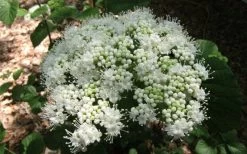Arrowwood Viburnum - 3 Gallon Pot 14 Arrowwood Viburnum - 3 Gallon Pot -SHRUBS and BUSHES Store viburnum dentatum arrowwood 5