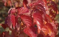 Arrowwood Viburnum - 3 Gallon Pot 16 Arrowwood Viburnum - 3 Gallon Pot -SHRUBS and BUSHES Store viburnum dentatum arrowwood 9