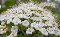 Mohican Arrowwood Viburnum - 6 Gallon Pot (4-5') 17 Mohican Arrowwood Viburnum - 6 Gallon Pot (4-5') -SHRUBS and BUSHES Store viburnum lantana mohican 1