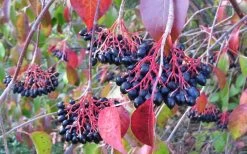 Nannyberry Viburnum - 3 Pack Of 1.5 Quart Pots 11 Nannyberry Viburnum - 3 Pack Of 1.5 Quart Pots -SHRUBS and BUSHES Store viburnum lentago nannyberry 2 1