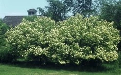 Nannyberry Viburnum - 3 Pack Of 1.5 Quart Pots 12 Nannyberry Viburnum - 3 Pack Of 1.5 Quart Pots -SHRUBS and BUSHES Store viburnum lentago nannyberry 4 1