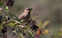 Nannyberry Viburnum - 3 Pack Of 1.5 Quart Pots 13 Nannyberry Viburnum - 3 Pack Of 1.5 Quart Pots -SHRUBS and BUSHES Store viburnum lentago nannyberry 5 1