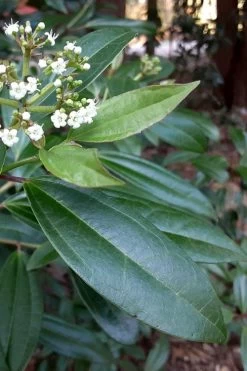 Moonlit Lace Viburnum - 6 Pack Of 1 Gallon Pots -SHRUBS and BUSHES Store viburnum moonlit lace 5 1