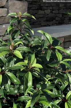 Moonlit Lace Viburnum - 1 Gallon Pot 11 Moonlit Lace Viburnum - 1 Gallon Pot -SHRUBS and BUSHES Store viburnum moonlit lace 8 3