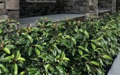 Moonlit Lace Viburnum - 6 Pack Of 1 Gallon Pots -SHRUBS and BUSHES Store viburnum moonlit lace 9 1