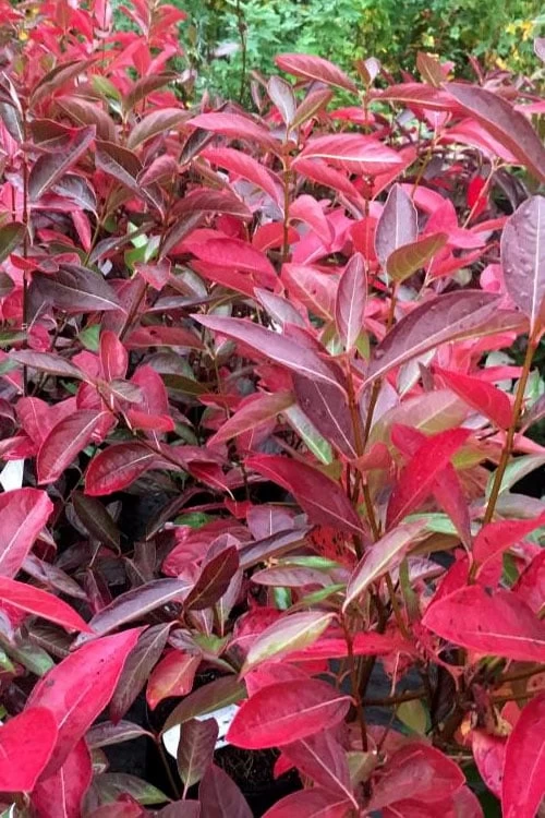 Winterthur Viburnum - 1 Gallon Pot 7 Winterthur Viburnum - 1 Gallon Pot - Image 5