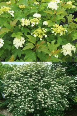 Dwarf European Cranberry Bush - 5 Gallon Pot 19 Dwarf European Cranberry Bush - 5 Gallon Pot -SHRUBS and BUSHES Store viburnum opulus compactum dwarf european cranberry bush 10 1