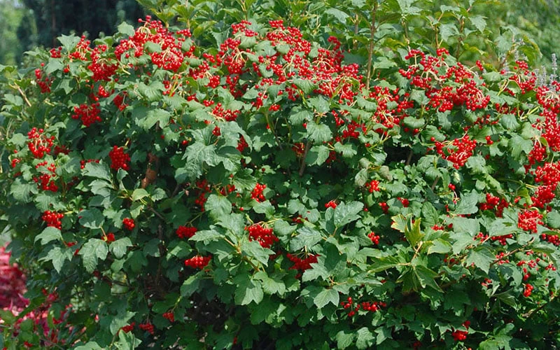 Dwarf European Cranberry Bush - 5 Gallon Pot 8 Dwarf European Cranberry Bush - 5 Gallon Pot - Image 6