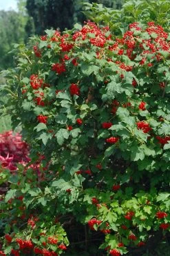 Dwarf European Cranberry Bush - 5 Gallon Pot 14 Dwarf European Cranberry Bush - 5 Gallon Pot -SHRUBS and BUSHES Store viburnum opulus compactum dwarf european cranberry bush 3 1