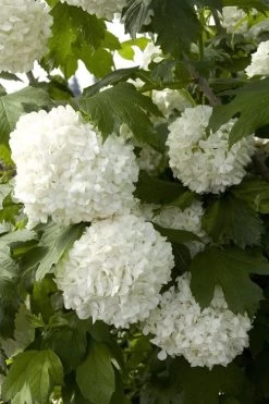 Eastern Snowball Viburnum Bush - 3 Gallon Pot -SHRUBS and BUSHES Store viburnum opulus sterile eastern snowball 2 1