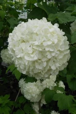 Eastern Snowball Viburnum Bush - 3 Gallon Pot -SHRUBS and BUSHES Store viburnum opulus sterile eastern snowball 3 1