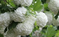 Eastern Snowball Viburnum Bush - 1 Gallon Pot -SHRUBS and BUSHES Store viburnum opulus sterile eastern snowball 4