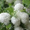 Eastern Snowball Viburnum Bush - 3 Gallon Pot -SHRUBS and BUSHES Store viburnum opulus sterile eastern snowball 6 1