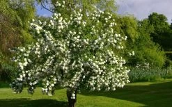 Eastern Snowball Viburnum Bush - 3 Gallon Pot -SHRUBS and BUSHES Store viburnum opulus sterile eastern snowball 9 1