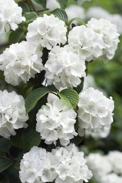 Japanese Snowball Bush (Viburnum Plicatum) - 2 Gallon Pot