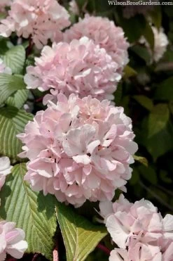 Kern's Pink Snowball Viburnum Bush - 2 Gallon Pot -SHRUBS and BUSHES Store viburnum plicatum kerns pink snowball 3